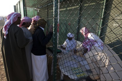 20 11 2010 - Dubai (UAE) - Camel races