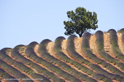 27 06 2011 - Puimichel (FRA, 04) - Lavander fields