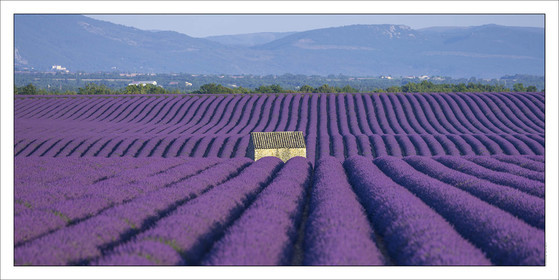 Produit : Tirage photo réalisé par nos soins sur imprimante jet d'encre professionnelle Epson à partir de 8 encres ultrachrome inaltérables (label Digigraphie).Formats au choix : .. 50 x 100 cm. 100 x 200 cmChoix des papiers :. Papier standard brillant 250 gr., filet noir, marge blanche, tirage non signé. Papier haut de gamme satiné 290 gr. filet noir, marge blanche, tirage vérifié et signé par l'auteur.. Autres supports (canvas, acrylique, dibond) sur demandeConditionnement : tube cylindrique renforcé.Options pour l'expédition : . colissimo + dépôt boîte aux lettres (France uniquement). Colissimo avec signature à réception. Transporteur express (2 jours ouvrés) avec signature à réceptionCliquez sur caddie pour sélectionner votre formule et démarrer la procédure de commande en ligne