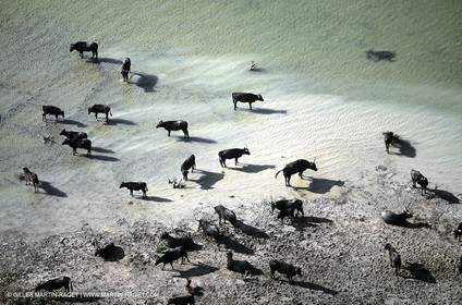 Taureaux de Camargue