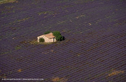 Lavander fields