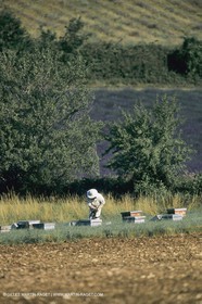 France, Provence, Apiculture