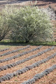 30 mars 2012 - Saint Saturnin les Apt (FRA, 84) - Cerisiers en fleurs