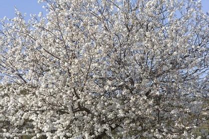 16 02 2008 - Les Baux de Provence (FRA, 13) - Alpilles hills landscapes