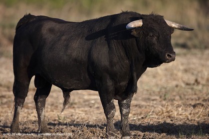 09 04 2011 - Arles (FRA,13) - Elevage de Taureaux de combat en Camargue