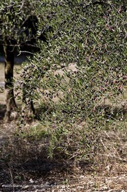 France, Provence, Oliviers, oliveraies, olive trees