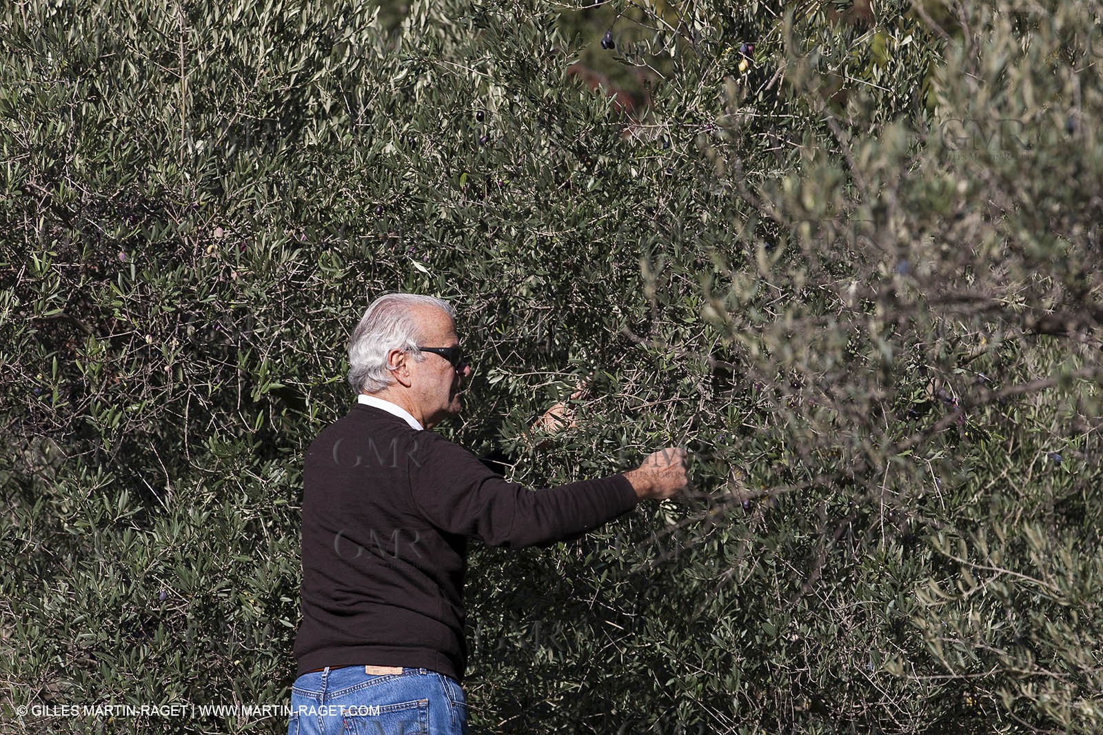 7 11 2012 - Saint Etienne du Grès (FRA,13, Alpilles) Olive harvest at Vallon Raget
