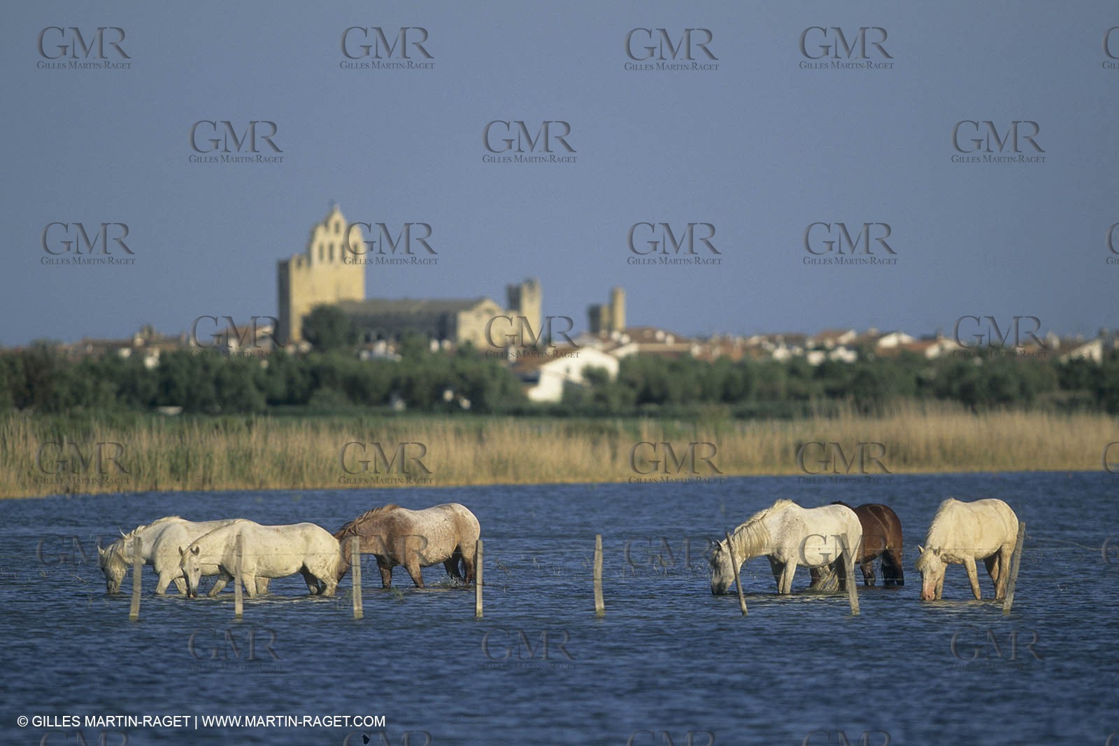 France, Provence, Camargue, White horses from Camargue