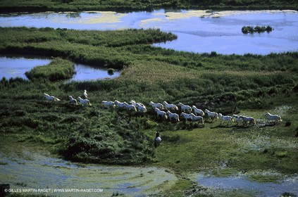 Camargue horses