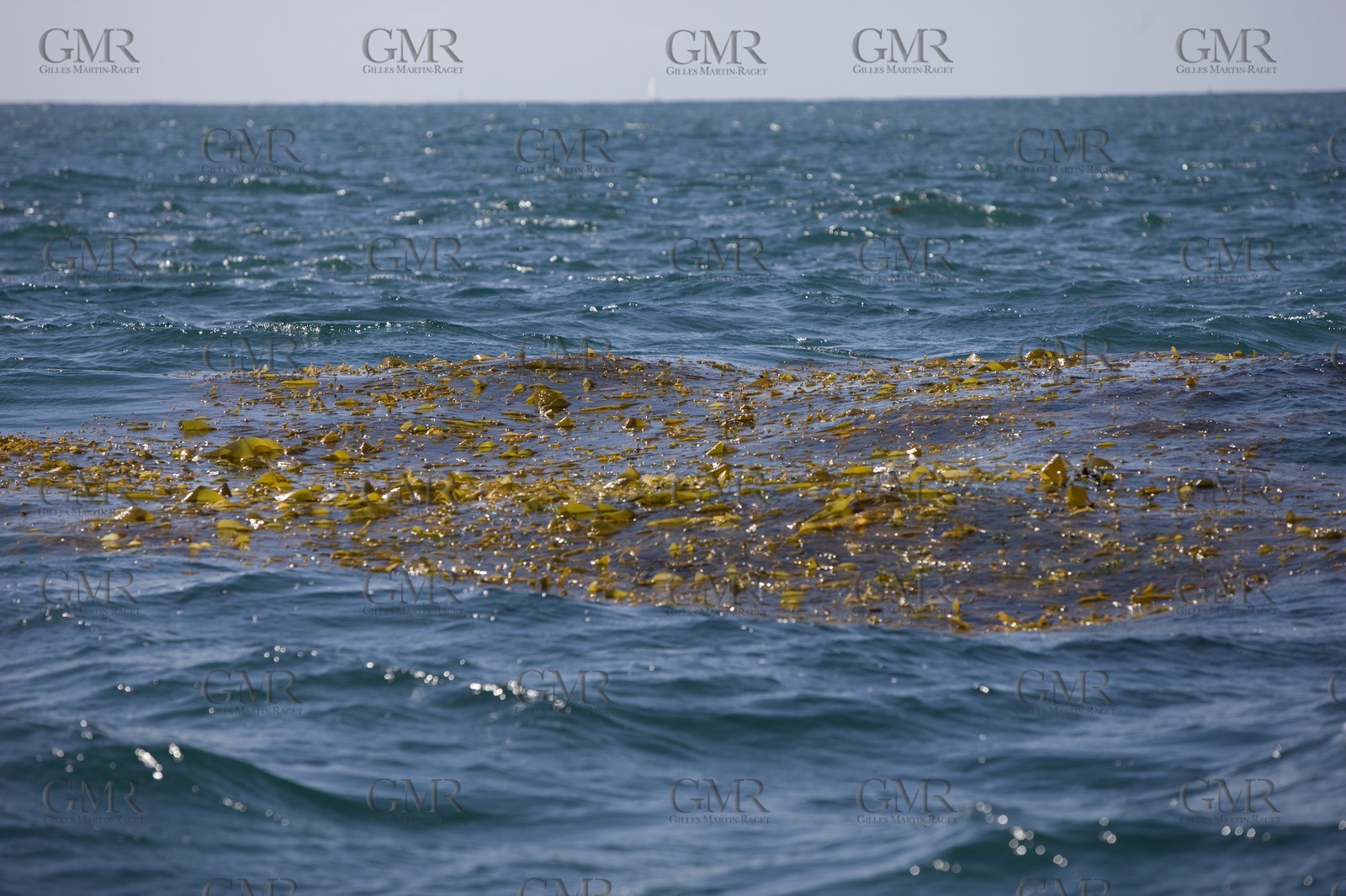 11 10 2008 - San Diego (CA, USA) - America's Cup - BMW ORACLE Racing - 90 ft trimaran sea trials - San Diego session - Sail 4