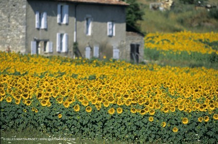Luberon (FRA,84), Sunflower fields