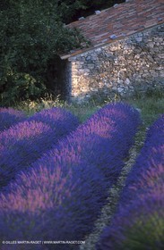 Lavenders
