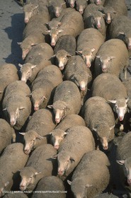 Saint Rémy de Provence (FRA,13) - Fête de la Transhumance