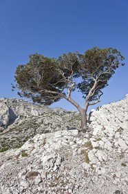 27 03 2009 - Marseille (FRA, 13) - Les Calanques - Morgiou