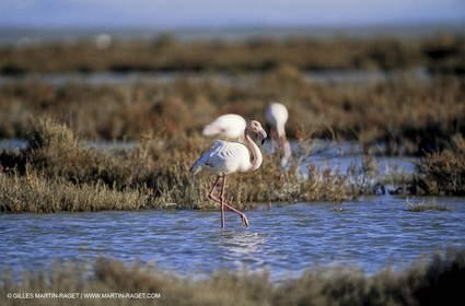 Camargue (FRA,13) - Flamants roses en Camargue
