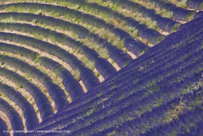 27 06 2011 - Puimichel (FRA, 04) - Champs de lavandes
