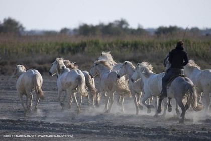 18 04 2011 - Les Saintes Maries de la Mer - Camargue white horses