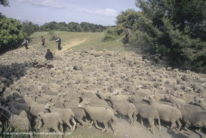 France, Provence, Moutons, bergers, élevage, transhumance