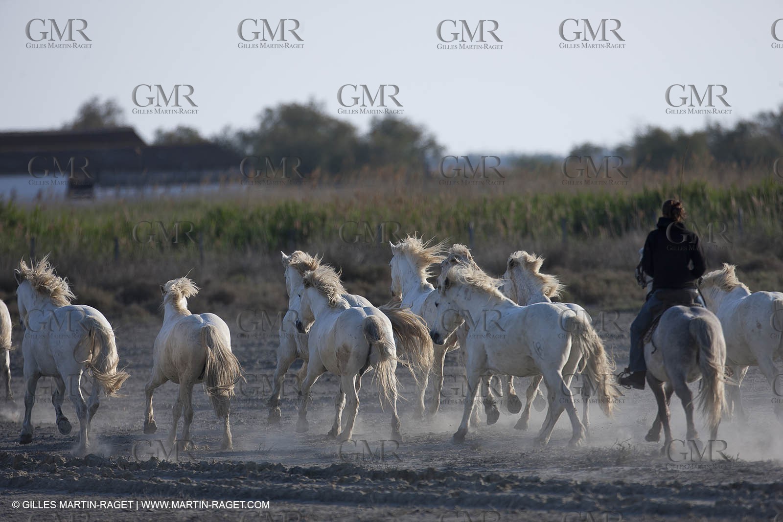 18 04 2011 - Les Saintes Maries de la Mer - Camargue white horses