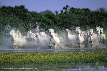 Camargue horses