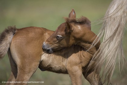 01 07 2008 - Saintes Maries de la Mer (FRA-13) - Camrgue horses