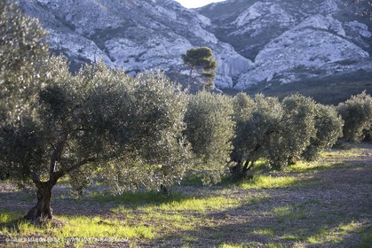 27 03 2008 - Les Baux de Provence (FRA-13) - Paysage des Alpilles