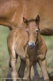01 07 2008 - Saintes Maries de la Mer (FRA-13) - Camrgue horses