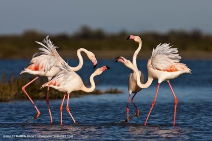 09 04 2011 - Les Saintes Maries de la Mer (FRA,13) - Flamants de Camargue
