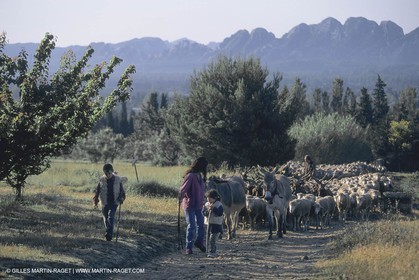 France, Provence, Moutons, bergers, élevage, transhumance