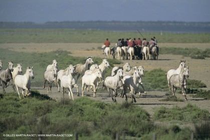 France, Provence, Camargue, White horses from Camargue