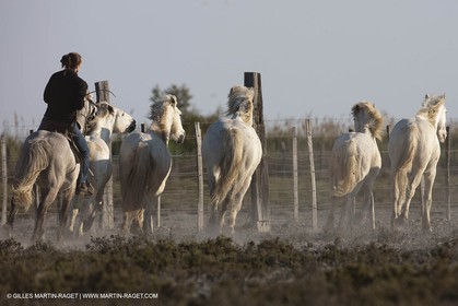 18 04 2011 - Les Saintes Maries de la Mer - Camargue white horses
