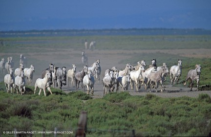 Camargue horses