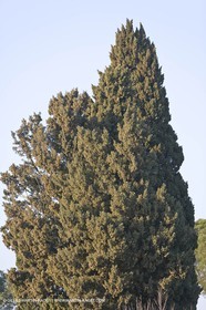 22 02 2008 - Saint Rémy de Provence (FRA, 13) - Alpilles hills landscapes