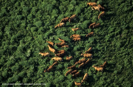 Vigueyrat ponds, camargue bulls