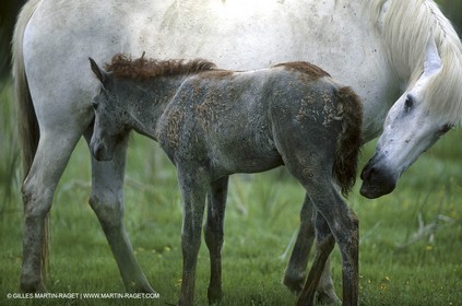 Camargue (FRA,13)