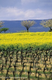 Alpilles (FRA,13), Champs de colza