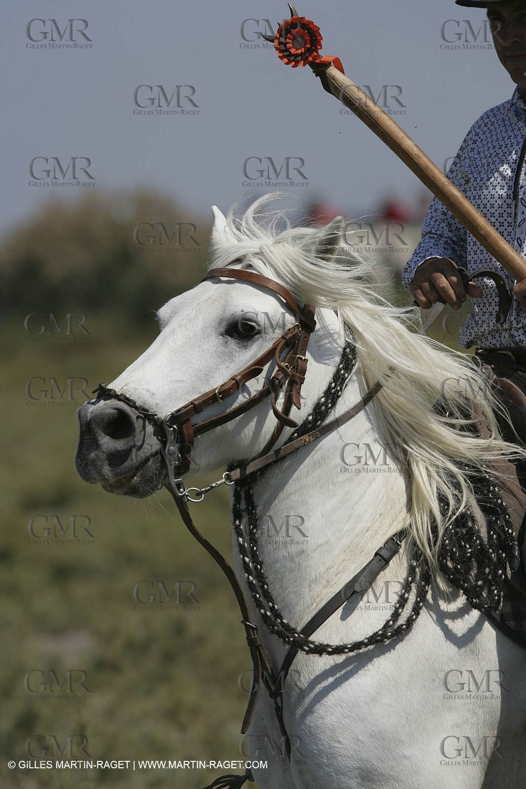 Arles 2006, Camargue horses races