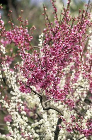 Luberon, Vaucluse (FRA,84) - Arbres fruitiers en fleur