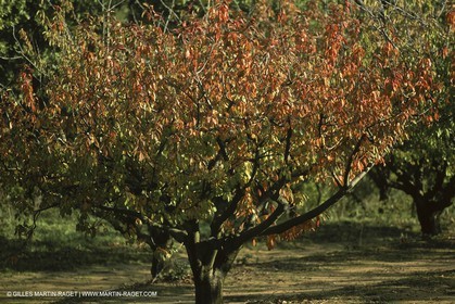 Luberon (FRA,84), Fall colors