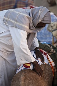 20 11 2010 - Dubai (EAU) - Courses de chameaux