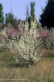 Luberon, Vaucluse (FRA,84) - Arbres fruitiers en fleur