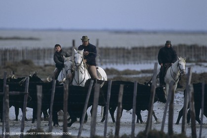 France, Provence, Camargue, Gardians de Camargue, métier, fêtes, élevage, tri