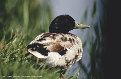 Camargue (FRA,13) - Oiseaux en Camargue - Canard