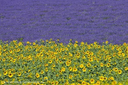27 06 2011 - Valensole (FRA, 04) - Champs de lavande