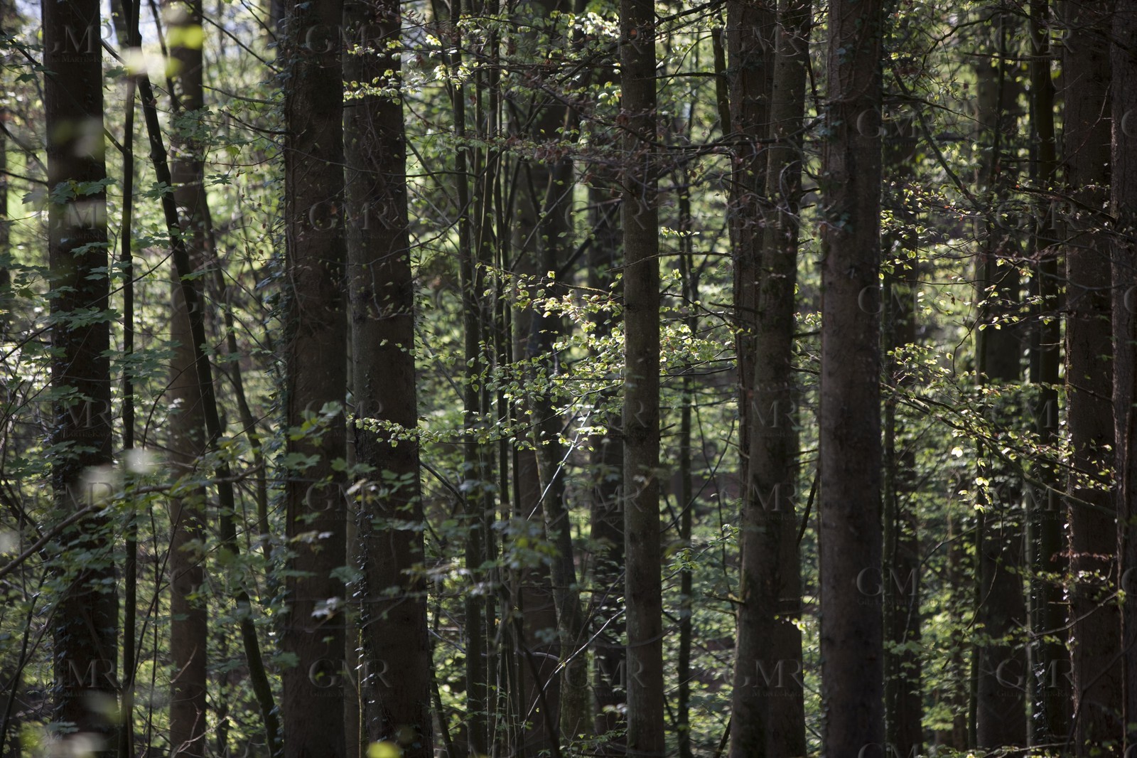 27 04 2010 - Gmunden (Lake Traunsee, Austria) - RC44 World Championship 2010 - BMW ORACLE Racing - Training