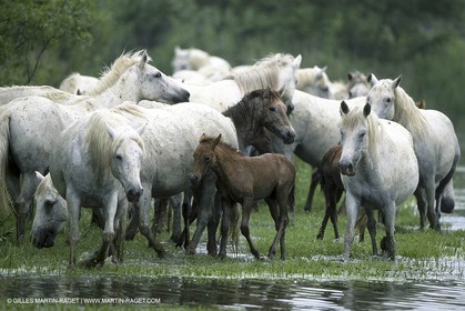 Camargue (FRA,13)