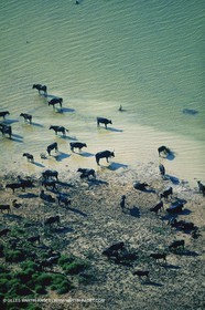 Bouches du Rhône, Camargue (FRA 13) - Camargue bulls