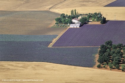 Juin 2005, Valensole (FRA,04) - Champs de lavandes