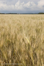 10 06 2008 - Arles and surroundings (FRA, 13) - Vincent Van Gogh south