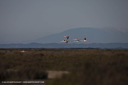 09 04 2011 - Les Saintes Maries de la Mer (FRA,13) - Pink Flamingos in Camargue